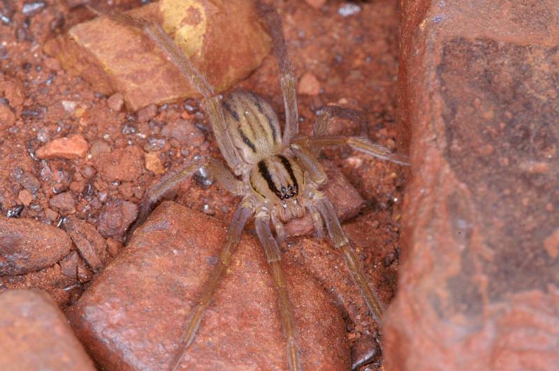 Miturga_lineata_D3481_Z_88_Karinji NP_Australie.jpg
